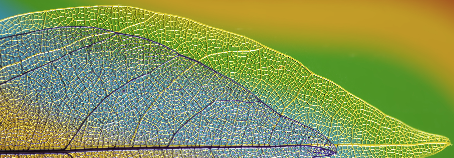 zgrupowanie szkoła psychoterapia